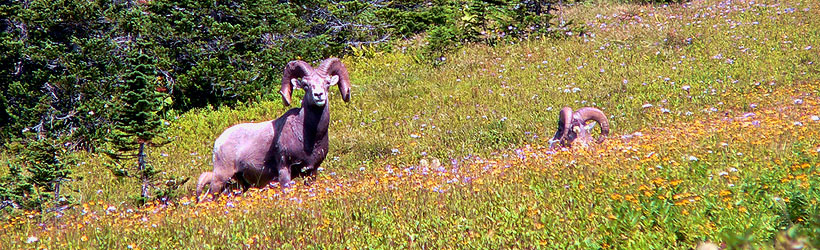 Montana Wildlife